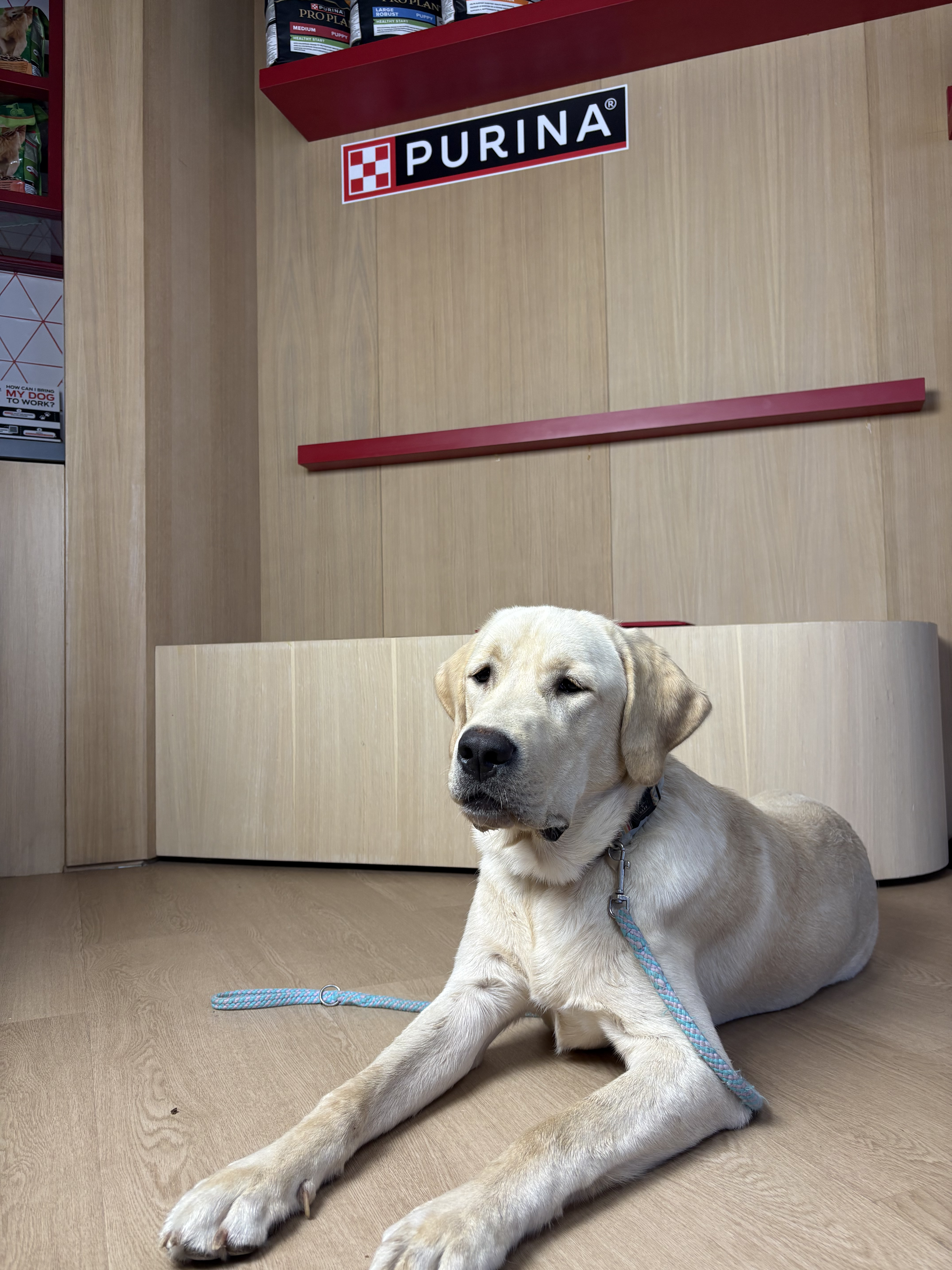 Σκύλος σε ένα από τα ειδικά διαμορφωμένα Pet Corners στα γραφεία της Nestlé